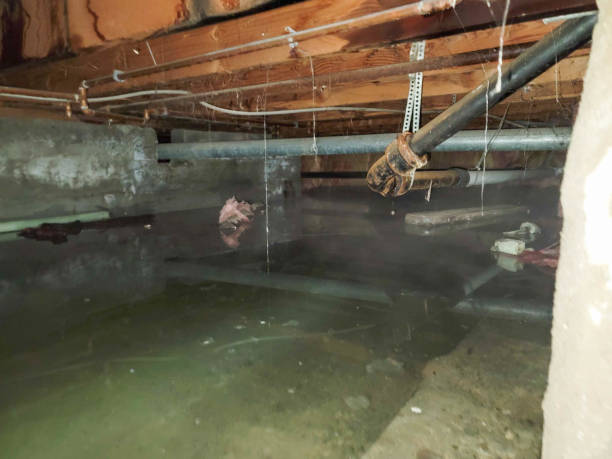 Best Water damage restoration mold remediation  in Montevideo, MN