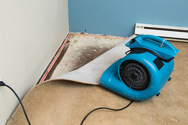 Best Carpet water damage restoration  in Montevideo, MN